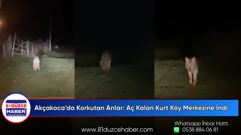 Akçakoca’da Korkutan Anlar: Aç Kalan Kurt Köy Merkezine İndi