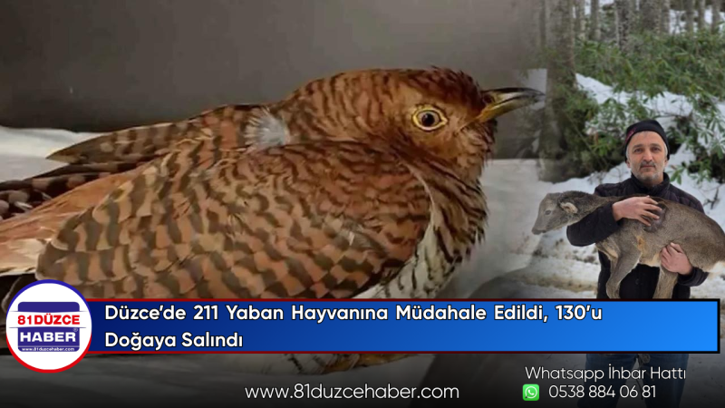 Düzce’de 211 Yaban Hayvanına Müdahale Edildi, 130’u Doğaya Salındı
