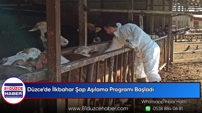 Düzce’de İlkbahar Şap Aşılama Programı Başladı