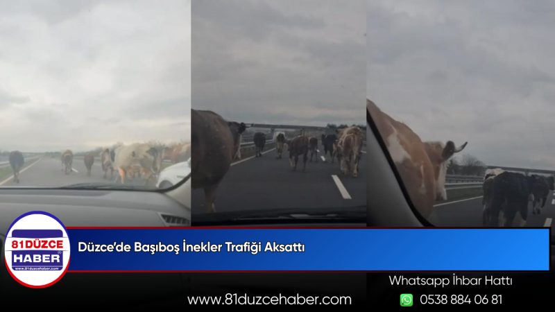 Düzce’de Başıboş İnekler Trafiği Aksattı