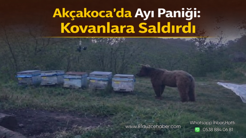 Akçakoca’da Ayı Paniği: Kovanlara Saldırdı