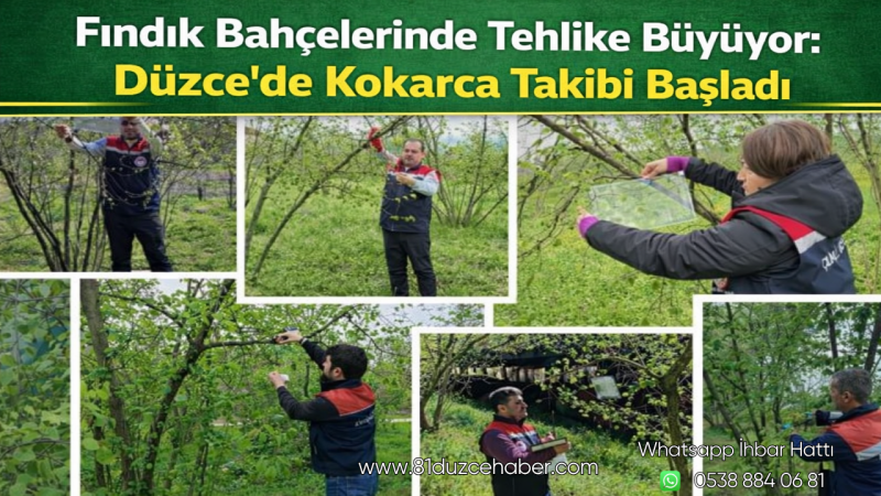 Fındık Bahçelerinde Tehlike Büyüyor: Düzce’de Kokarca Takibi Başladı