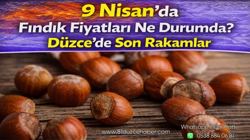 9 Nisan’da Fındık Fiyatları Ne Durumda? Düzce’de Son Rakamlar