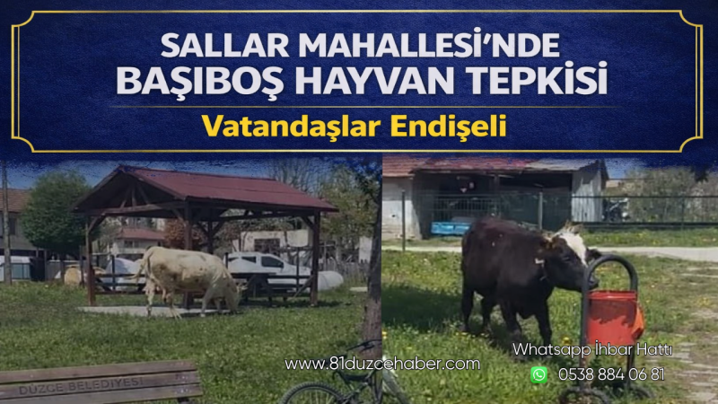 Sallar Mahallesi’nde Başıboş Hayvan Tepkisi: Vatandaşlar Endişeli