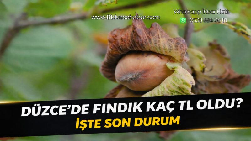 Düzce’de Fındık Kaç TL Oldu? İşte Son Durum