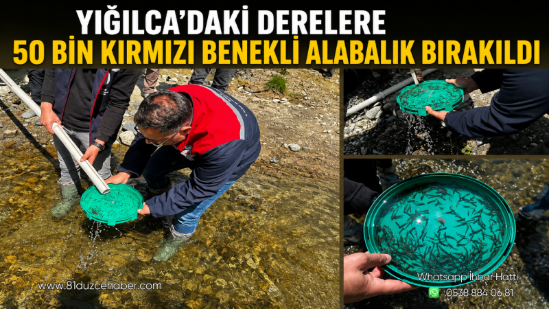Yığılca’daki Derelere 50 Bin Kırmızı Benekli Alabalık Bırakıldı