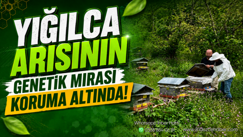 Yığılca Arısının Genetik Mirası Koruma Altında