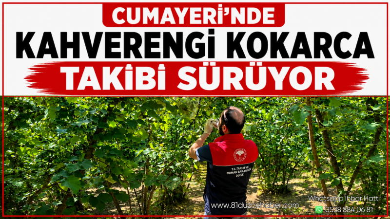 Cumayeri’nde Kahverengi Kokarca Takibi Sürüyor