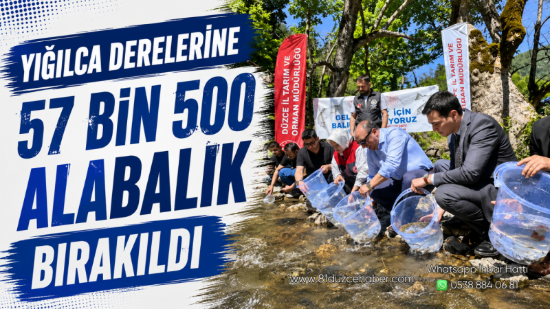 Yığılca Derelerine 57 Bin 500 Alabalık Bırakıldı