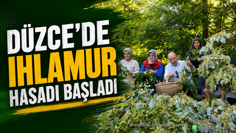 Düzce’de Ihlamur Hasadı Başladı