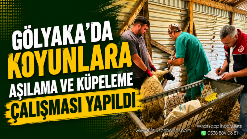 Gölyaka'da Koyunlara Aşılama ve Küpeleme Çalışması Yapıldı