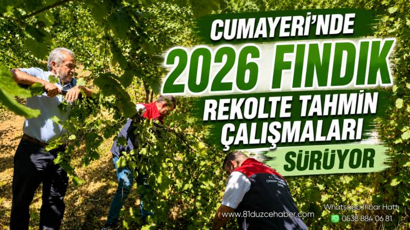 Cumayeri'nde 2026 Fındık Rekolte Tahmin Çalışmaları Sürüyor