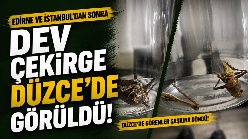 Edirne ve İstanbul'dan Sonra Dev Çekirge Düzce'de Görüldü