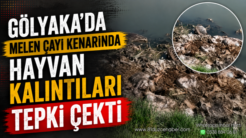 Gölyaka’da Melen Çayı Kenarında Hayvan Kalıntıları Tepki Çekti