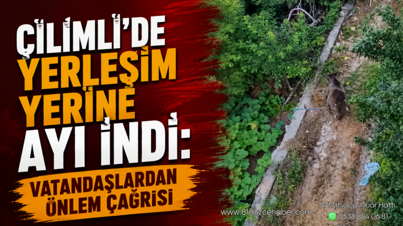 Çilimli’de Yerleşim Yerine Ayı İndi: Vatandaşlardan Önlem Çağrısı