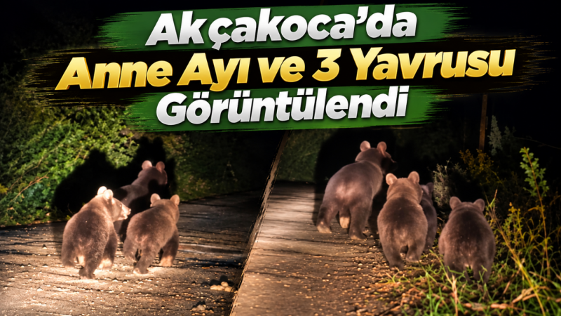 Akçakoca’da Anne Ayı ve 3 Yavrusu Görüntülendi