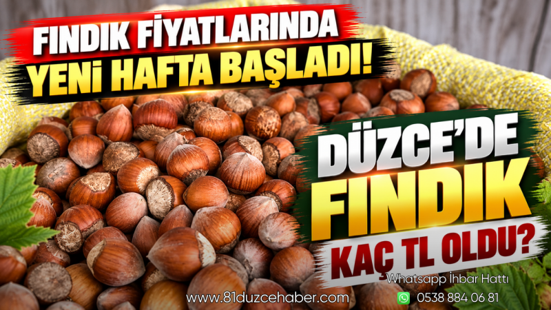 Fındık Fiyatlarında Yeni Hafta Başladı! Düzce’de Fındık Kaç TL Oldu?