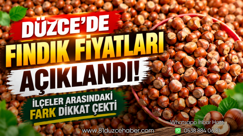 Düzce’de Fındık Fiyatları Açıklandı! İlçeler Arasındaki Fark Dikkat Çekti